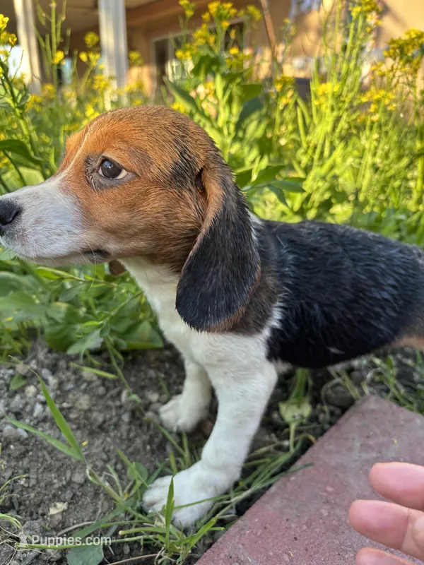 Honey – Beagle puppy for sale in Lake Elsinore, CA