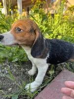 Honey, a female Beagle for sale in Lake Elsinore, CA – Photo 1 of 10