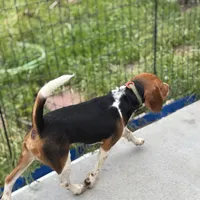 Honey, a female Beagle for sale in Lake Elsinore, CA – Photo 9 of 10