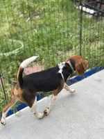 Honey, a female Beagle for sale in Lake Elsinore, CA – Photo 7 of 8