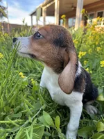 Honey, a female Beagle for sale in Lake Elsinore, CA – Photo 8 of 10