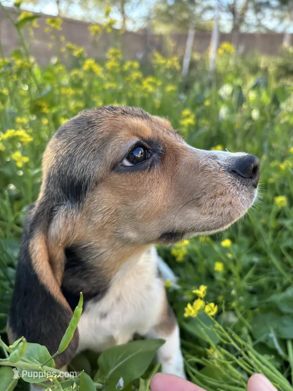 Honey, a female Beagle for sale in Lake Elsinore, CA – Photo 1 of 8
