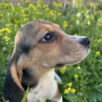 Honey, a female Beagle for sale in Lake Elsinore, CA – Photo 4 of 10