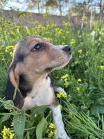 Honey, a female Beagle for sale in Lake Elsinore, CA – Photo 6 of 8