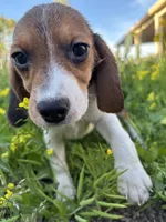Honey, a female Beagle for sale in Lake Elsinore, CA – Photo 3 of 10