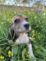 Honey, a female Beagle for sale in Lake Elsinore, CA – Photo 4 of 8