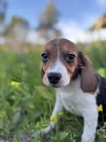 Honey, a female Beagle for sale in Lake Elsinore, CA – Photo 2 of 10