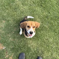 Honey, a female Beagle for sale in Lake Elsinore, CA – Photo 10 of 10