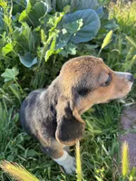 Honey, a female Beagle for sale in Lake Elsinore, CA – Photo 5 of 8