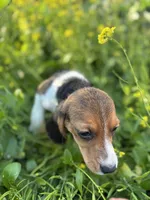 Honey, a female Beagle for sale in Lake Elsinore, CA – Photo 5 of 10
