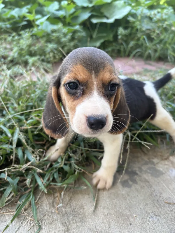 Lola – Beagle puppy for sale in Lake Elsinore, CA