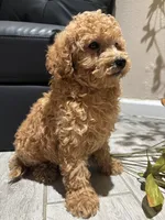 Molly, a female Poodle - Miniature  and Poodle - Standard  for sale in Lake Elsinore, CA – 2 of 10