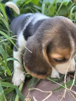 Molly, a female Beagle for sale in Lake Elsinore, CA – 6 of 9