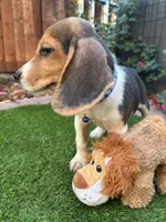 Lola, a female Beagle for sale in Lake Elsinore, CA – 2 of 6