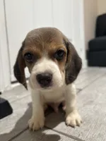 Snoopy, a male Beagle for sale in Lake Elsinore, CA – 4 of 10