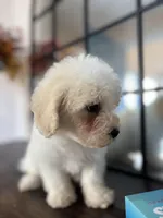 Duke, a male Poodle - Miniature  for sale in Lake Elsinore, CA – 10 of 10