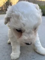 Duke, a male Poodle - Miniature  for sale in Lake Elsinore, CA – Photo 3 of 8