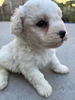 Duke, a male Poodle - Miniature  for sale in Lake Elsinore, CA – Photo 7 of 8