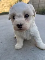 Duke, a male Poodle - Miniature  for sale in Lake Elsinore, CA – Photo 4 of 8