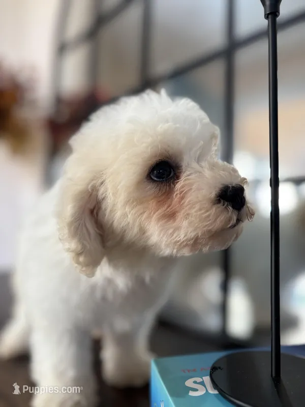 Duke – Poodle - Miniature  puppy for sale in Lake Elsinore, CA