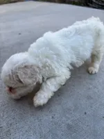 Duke, a male Poodle - Miniature  for sale in Lake Elsinore, CA – Photo 8 of 8