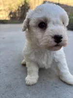 Duke, a male Poodle - Miniature  for sale in Lake Elsinore, CA – Photo 1 of 8