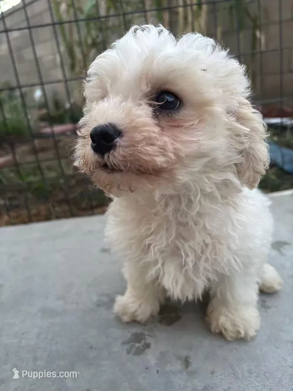 Duke – Poodle - Miniature  puppy for sale in Lake Elsinore, CA