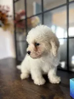 Duke, a male Poodle - Miniature  for sale in Lake Elsinore, CA – 8 of 10