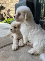 Duke, a male Poodle - Miniature  for sale in Lake Elsinore, CA – 5 of 10