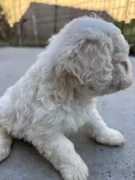 Duke, a male Poodle - Miniature  for sale in Lake Elsinore, CA – Photo 5 of 8