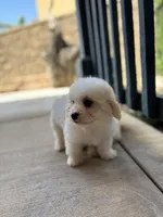 Duke, a male Poodle - Miniature  for sale in Lake Elsinore, CA – 4 of 10
