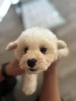 Duke, a male Poodle - Miniature  for sale in Lake Elsinore, CA – 6 of 10