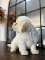 Duke, a male Poodle - Miniature  for sale in Lake Elsinore, CA – 9 of 10