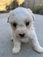 Duke, a male Poodle - Miniature  for sale in Lake Elsinore, CA – Photo 2 of 8
