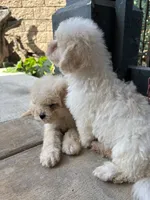 Duke, a male Poodle - Miniature  for sale in Lake Elsinore, CA – 3 of 10