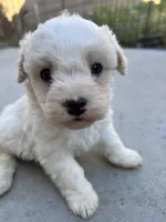 Duke, a male Poodle - Miniature  for sale in Lake Elsinore, CA – Photo 6 of 8