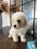 Duke, a male Poodle - Miniature  for sale in Lake Elsinore, CA – 7 of 10