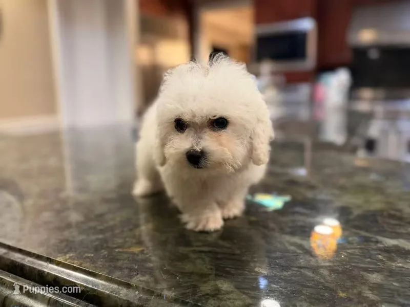 Simba – Bichon Frise puppy for sale in Lake Elsinore, CA