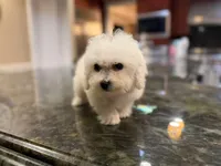 Simba, a male Bichon Frise for sale in Lake Elsinore, CA – 1 of 5