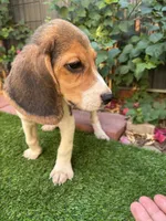 Toby, a male Beagle for sale in Lake Elsinore, CA – 2 of 7