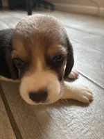 Honey, a female Beagle for sale in Lake Elsinore, CA – 9 of 10