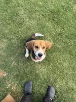 Snoopy, a male Beagle for sale in Lake Elsinore, CA – 9 of 10