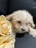 Bella, a female Poodle - Miniature  for sale in Lake Elsinore, CA – 7 of 10