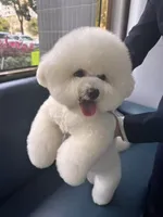 Simba, a male Bichon Frise for sale in Lake Elsinore, CA – 5 of 5