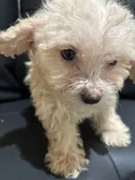 Bella, a female Poodle - Miniature  for sale in Lake Elsinore, CA – 6 of 10