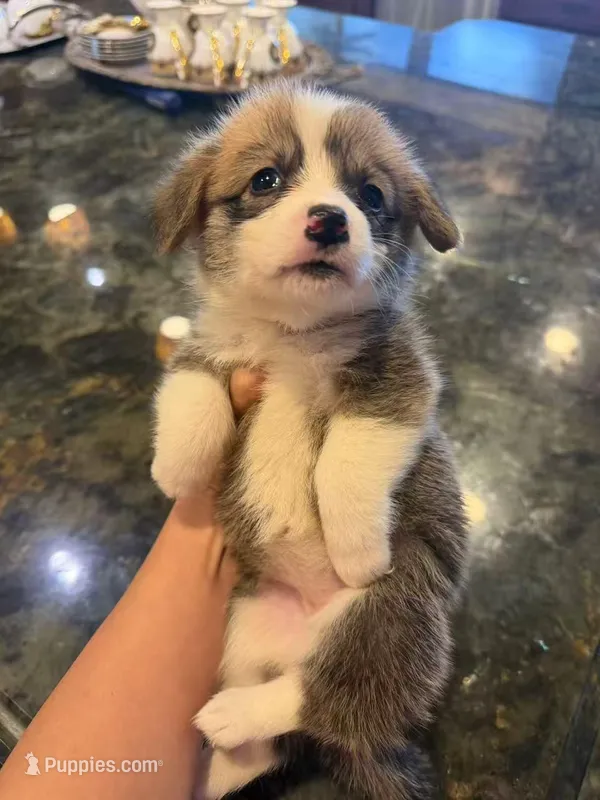 Cathy – Pembroke Welsh Corgi puppy for sale in Lake Elsinore, CA