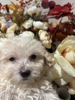 Bella, a female Poodle - Miniature  for sale in Lake Elsinore, CA – 3 of 10