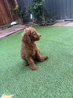 Coco, a female Poodle - Standard  for sale in Lake Elsinore, CA – 3 of 10