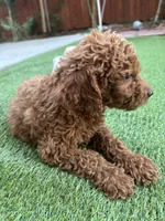 Max, a male Poodle - Standard  for sale in Lake Elsinore, CA – 6 of 9