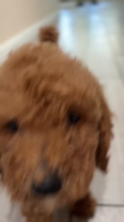 Duke, a male Poodle - Standard  for sale in Lake Elsinore, CA – 9 of 10